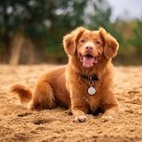 dog smiling and sitting