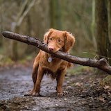 dog holding wood stick in his mouth